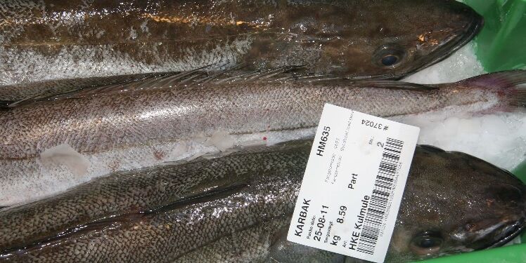 Kulmule på fiskeauktion. Foto: Fiskeri Tidende.