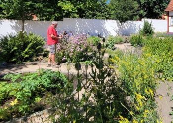 Lars Danielsen i urtehaven ved Vendsyssel Historiske Museum i Hjørring. Foto: VHM.