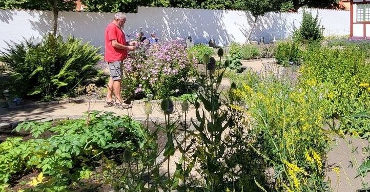 Lars Danielsen i urtehaven ved Vendsyssel Historiske Museum i Hjørring. Foto: VHM.