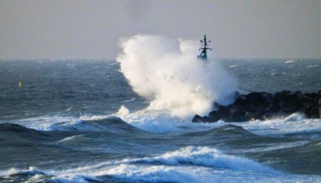 Halv pelikan i Hirtshals. Foto (arkiv): Preben Andersen.