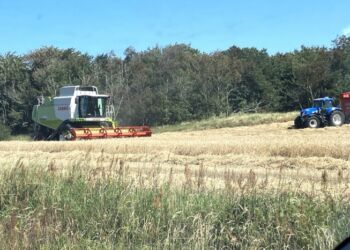 Det haster med at høste, før det måske igen regner. Foto: Palle W. Nielsen