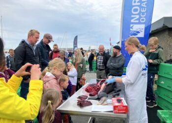 Nordsøen Oceanariums dygtige biolog Christina Ydesen dissikerer et marsvin. Foto: Palle W. Nielsen