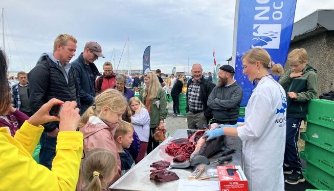 Nordsøen Oceanariums dygtige biolog Christina Ydesen dissikerer et marsvin. Foto: Palle W. Nielsen