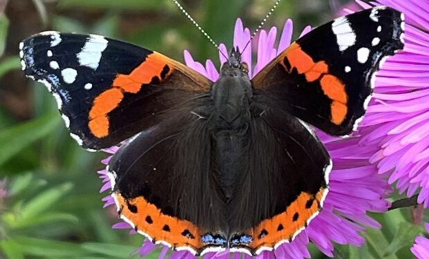 Admiralen i Tornby. Foto: Niels Chr. Jakobsen.