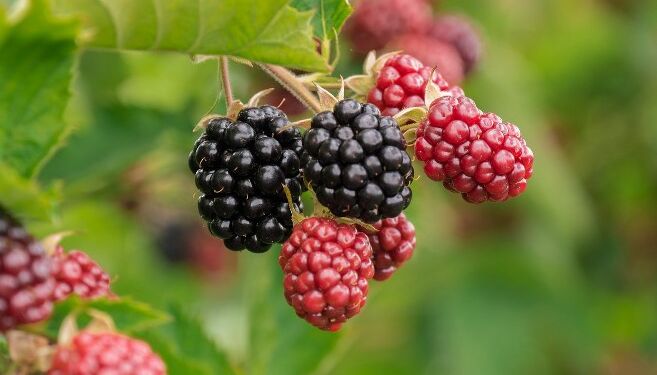 Brombær. Foto: Pixabay.