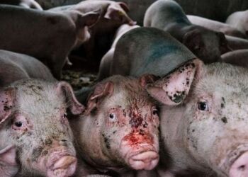 Foto: Dyrenes Beskyttelse.