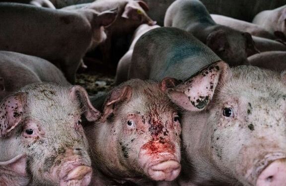 Foto: Dyrenes Beskyttelse.