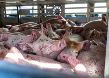 Foto: Dyrenes Beskyttelse.