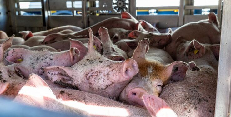 Foto: Dyrenes Beskyttelse.