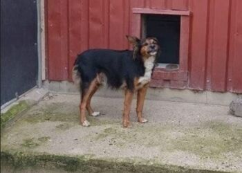 Hund 2
