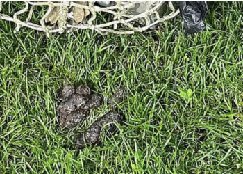 Hundelort på fodboldbanen. Foto: Privat.