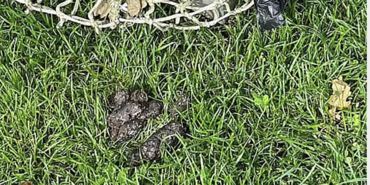 Hundelort på fodboldbanen. Foto: Privat.