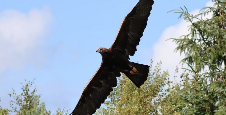 Kongeørnen Taymyr ved Ørnereservatet i sommeren 2023. Foto: Peter Frank Wenzel.