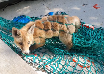 Foto: Dyrenes Beskyttelse.