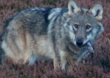 Foto: Kent Olsen, Naturhistorisk Museum Aarhus.