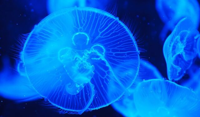 Vandmænd. Foto: Pixabay.