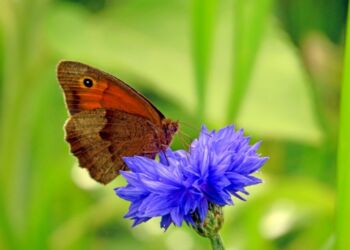 Sommerfugl suger nektar fra blomst. Foto: Holger Daugaard.