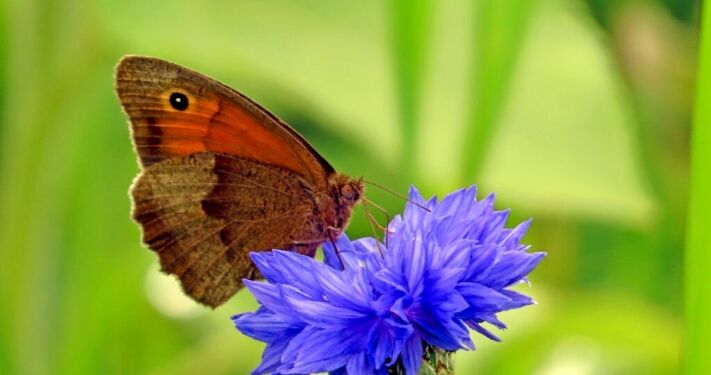 Sommerfugl suger nektar fra blomst. Foto: Holger Daugaard.