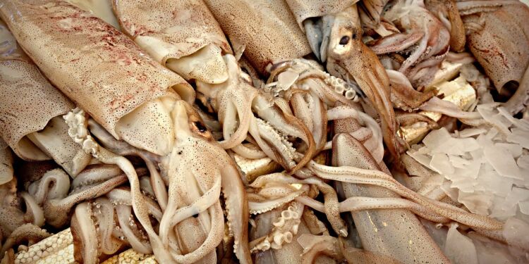 Blæksprutter. Foto: Pixabay.