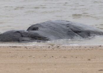 Emmerstenen ligner i disse dage til forveksling et udmattet havpattedyr i strandkanten. Foto: Preben Andersen.