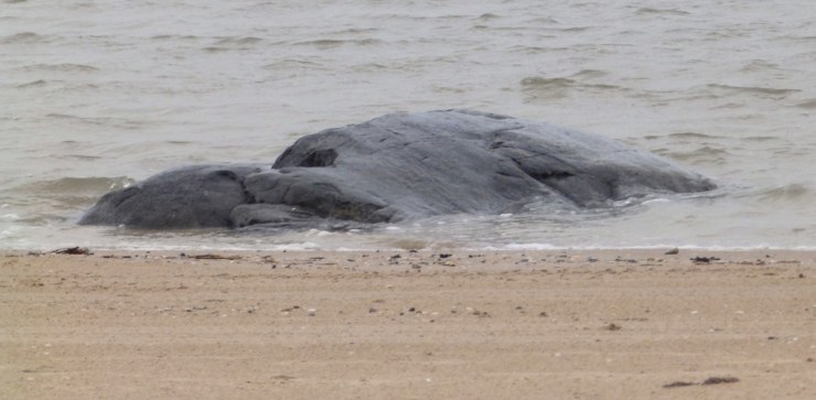 Emmerstenen ligner i disse dage til forveksling et udmattet havpattedyr i strandkanten. Foto: Preben Andersen.