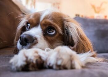 Der må ikke længere avles cavalier king charles spaniel i Norge. Det står klart, efter Norges Højesteret i sidste uge afsagde dom i en langstrakt sag om avl på to hunderacer. Dommerne vurderede, at den norske linje af cavalier er for syg og indavlet til, at det er forsvarligt at fortsætte avlen. Foto: Pixabay PicsbyFran.