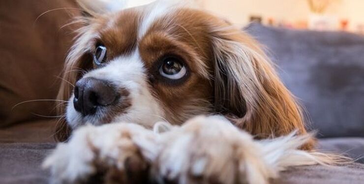 Der må ikke længere avles cavalier king charles spaniel i Norge. Det står klart, efter Norges Højesteret i sidste uge afsagde dom i en langstrakt sag om avl på to hunderacer. Dommerne vurderede, at den norske linje af cavalier er for syg og indavlet til, at det er forsvarligt at fortsætte avlen. Foto: Pixabay PicsbyFran.