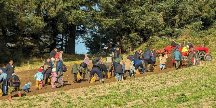 Årets Kartoffeldag i Mosbjerg blev et tilløbsstykke uden lige.