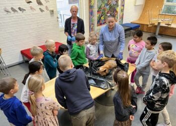 Ræven og musen blev begge inddraget aktivt i dagens undervisning på Bindslev Skole. Foto: Niels Skipper.
