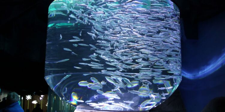 Sildebassin på Nordsøen Oceanarium. Foto (arkiv): Kurt Prentow.