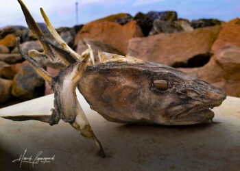 Torskehoved på Hirtshals Havn. Foto: Henrik Woodpek.