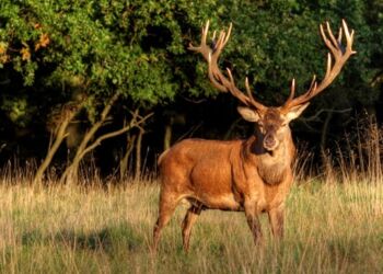 Slotved Skov ved Sidnal. Foto: Naturstyrelsen.