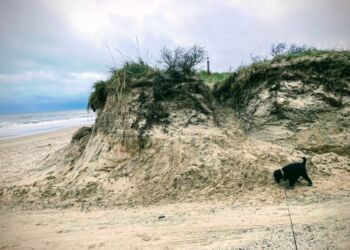 Det lille stykke klit til venstre for stien op i klitten er sikkert væk med næste hårde storm fra vest. Foto: Palle W. Nielsen