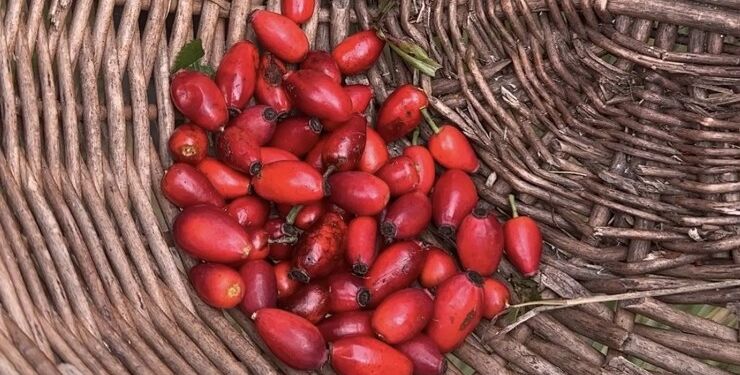 Hunderosen eller hundehyben gror typisk langs skovkanter, hvor der er lysåbent. Og så smager de fremragende i marmelade eller kompot. Foto: Naturstyrelsen.