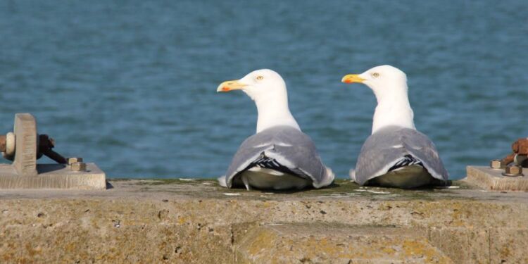 Årvågne måger på kajkanten. Foto (arkiv): Niels Skipper.