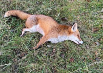 Foto: Niels Skipper.