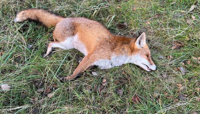 Foto: Niels Skipper.