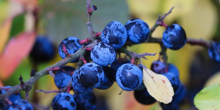 Modne slåenbær er nærmest blålilla. Foto: Pixabay.