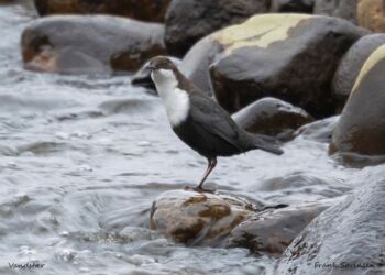 Vandstær i Bindslev. Foto: Frank Abildgaard Sørensen.