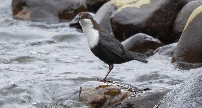 Vandstær i Bindslev. Foto: Frank Abildgaard Sørensen.