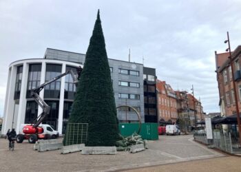 Juletræet er på plads - på Springvandspladsen - i Hjørring. Foto: Palle W. Nielsen