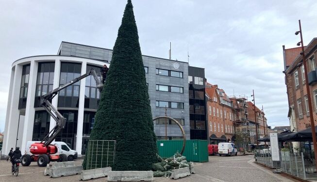 Juletræet er på plads - på Springvandspladsen - i Hjørring. Foto: Palle W. Nielsen