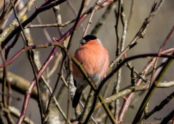 Dompappen kaldes af gode grunde julefuglen i Norge og Finland. Foto (arkiv): Frank Abildgaard Sørensen.