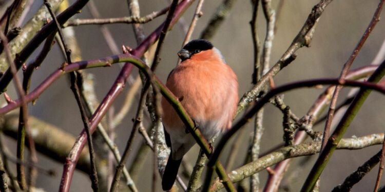 Dompappen kaldes af gode grunde julefuglen i Norge og Finland. Foto (arkiv): Frank Abildgaard Sørensen.