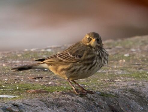 Surmulende skærpiber. Foto: Frank Abildgaard Sørensen.
