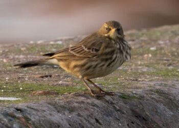 Surmulende skærpiber. Foto: Frank Abildgaard Sørensen.