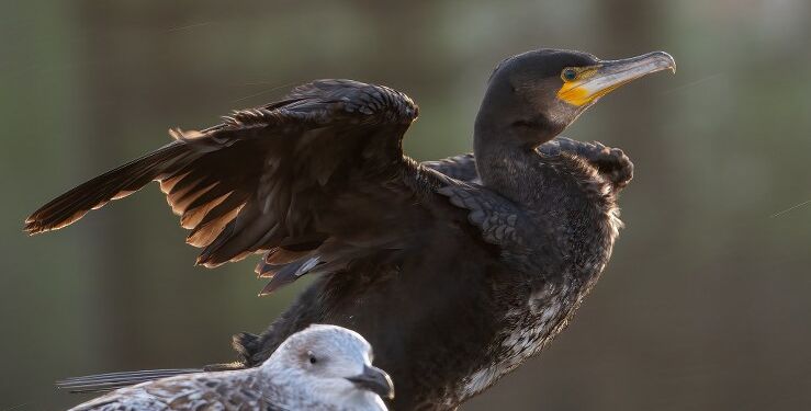 Skarv på Hirtshals Havn. Foto: Ivan Mogensbæk.