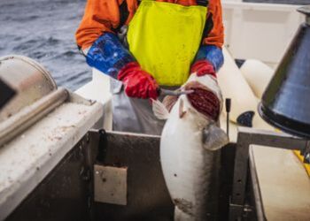 Fiskevelfærden er fraværende mange steder i fiskeriet, mener man hos Dyrenes Beskyttelse. Mange fisk bliver afblødt og renset uden at være gjort bevidstløse først. Foto: iStock.