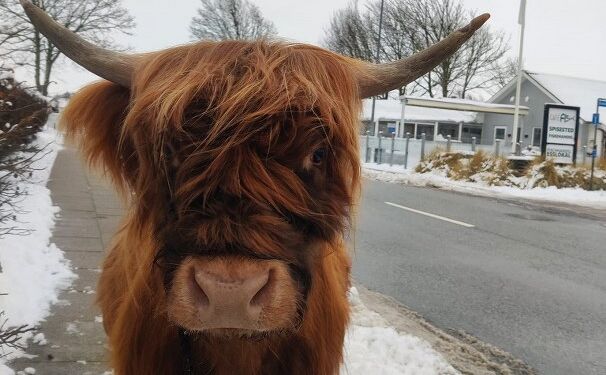 Susan på tur gennem Tversted. Privatfoto