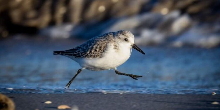 Naturfotograf Erik Bilde fortæller om sine oplevelser i naturen suppleret med flotte billeder. Foto: Erik Bilde.